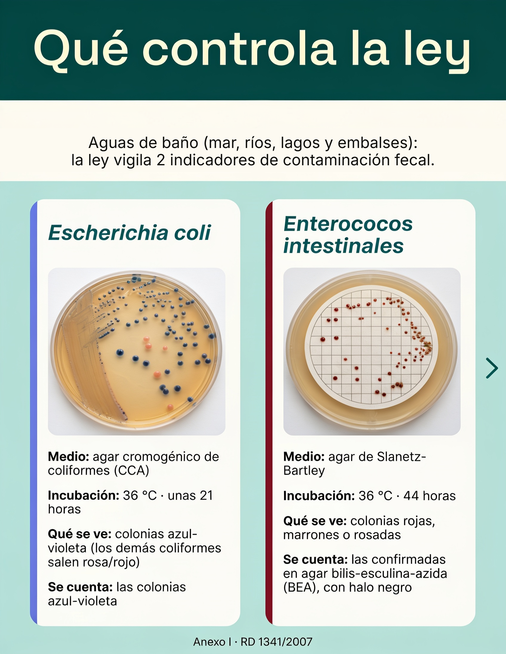 Qué controla la ley en las aguas de baño: E. coli y enterococos intestinales