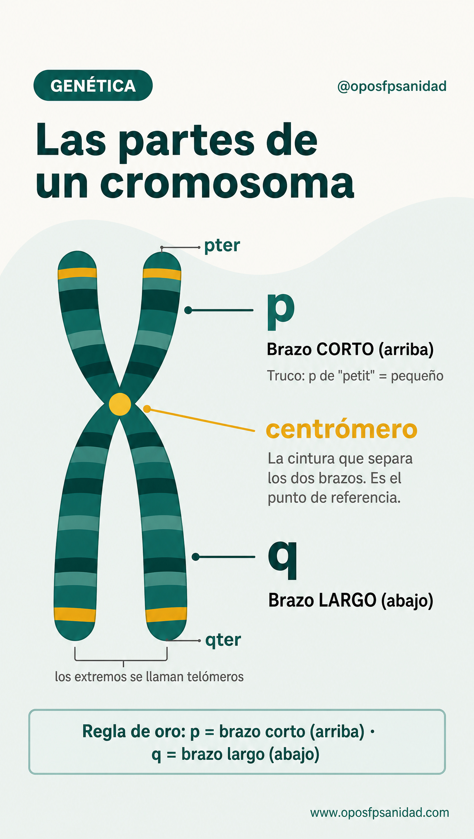 Las partes de un cromosoma: brazo corto p, brazo largo q y centrómero