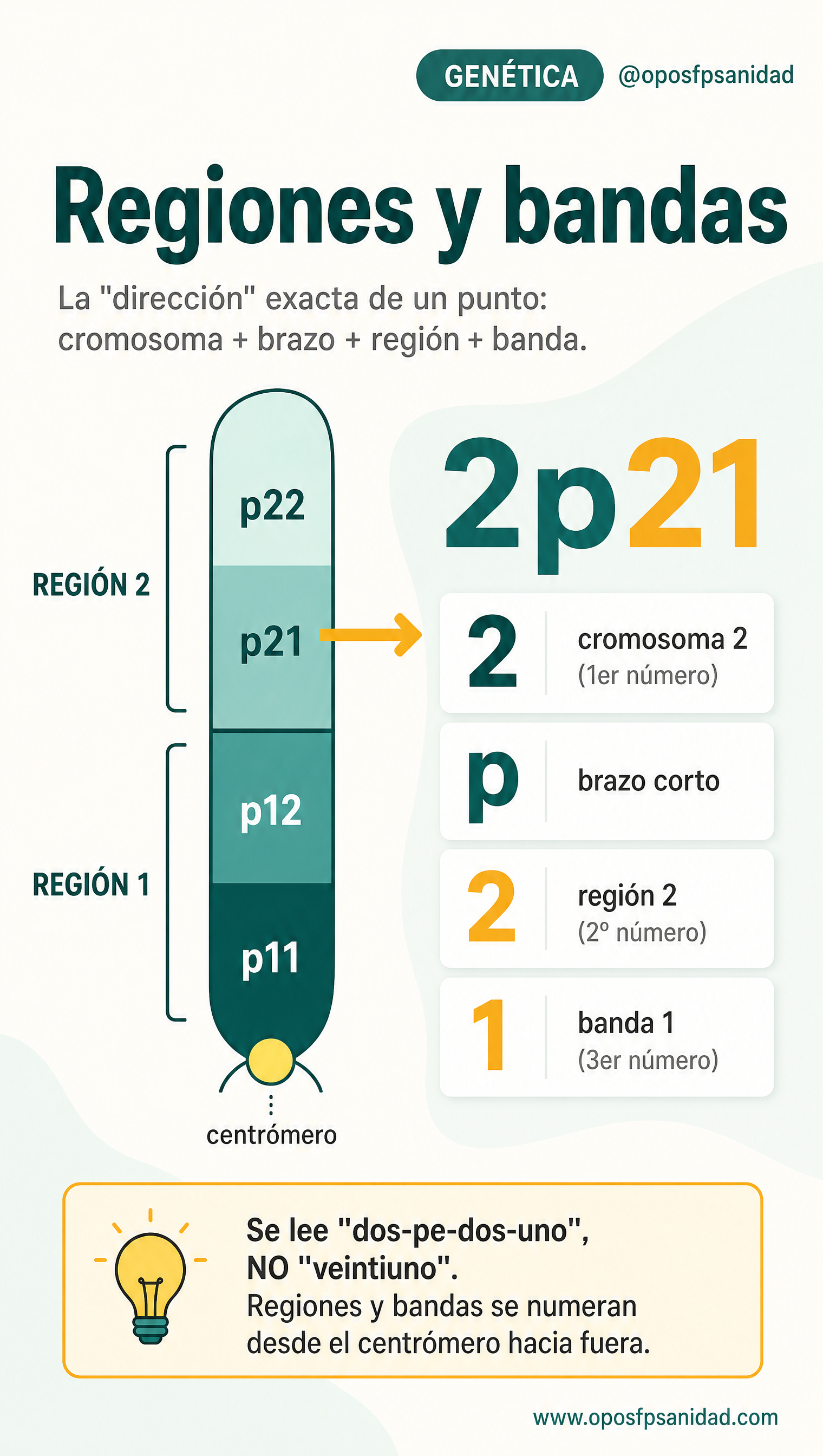Regiones y bandas: cómo se localiza un punto del cromosoma (ejemplo 2p21)