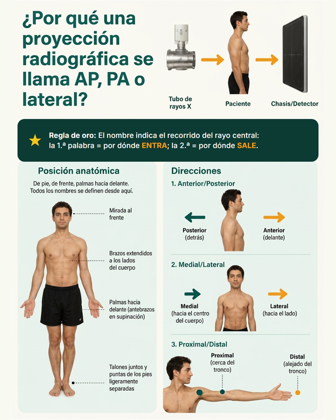 Proyecciones radiológicas AP, PA y lateral (portada)