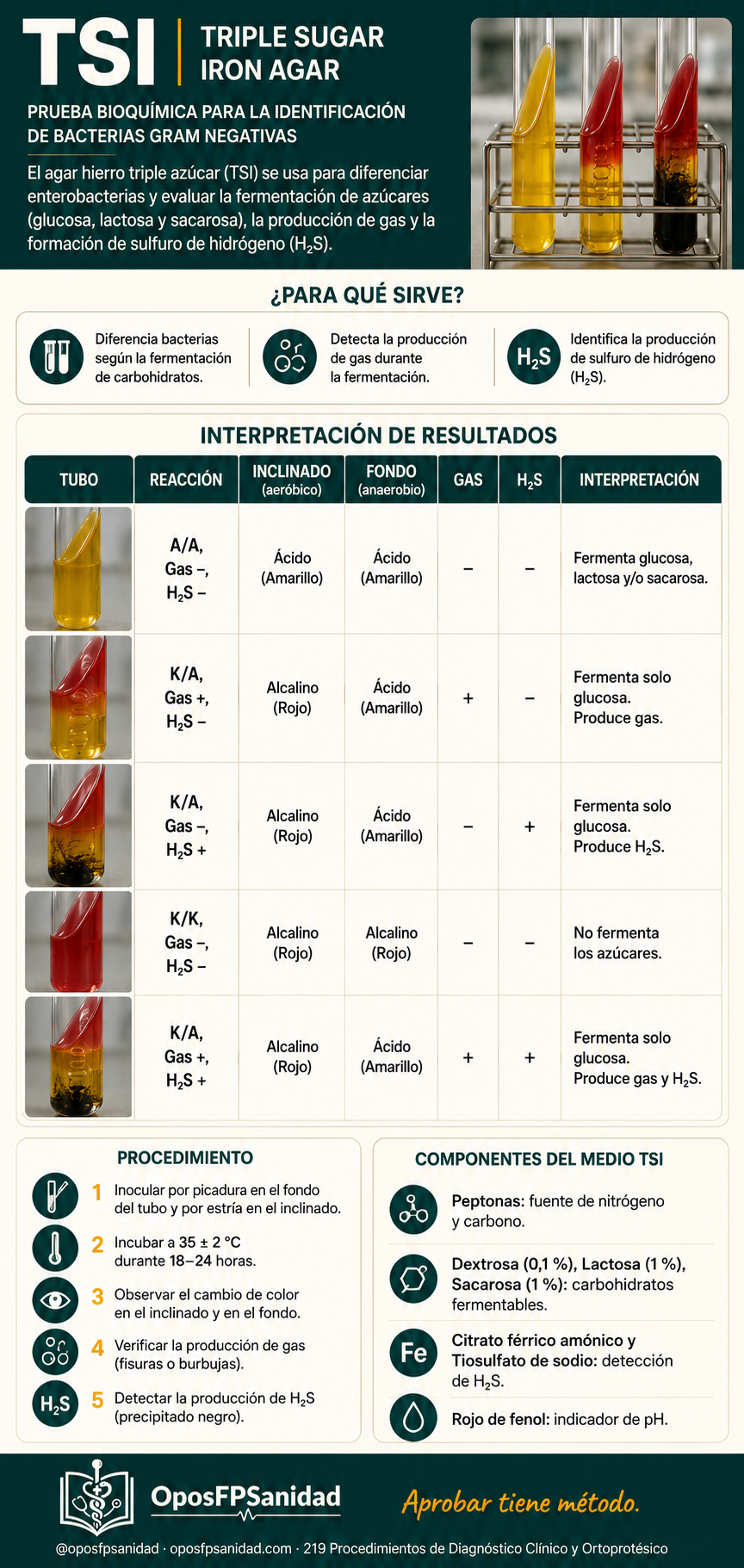 Infografía de la prueba TSI (Triple Sugar Iron): interpretación de resultados en microbiología clínica